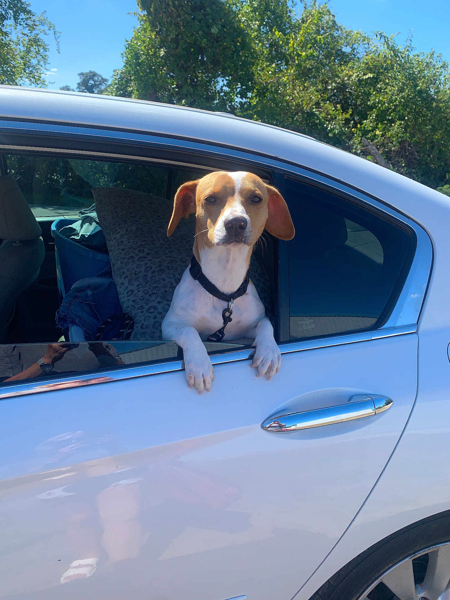Mylo joined the competition — help win amazing prizes! dog, car, window, paw, outdoor, tree, greenery, leopard_print, pillow, clothing, white_car, pet, animal, collar, resting, sunlight, daytime, reflection, seat, leash