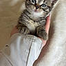 kitten, cat, hand, cute, fluffy, pet, animal, feline, baby_animal, young, small, soft, domestic, fur, whiskers, portrait, indoor, cozy, curious, innocent