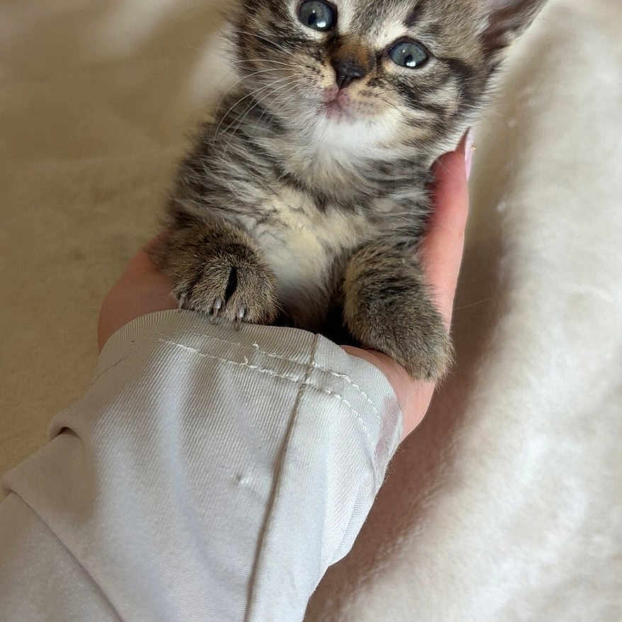 Bounty participe au concours pour gagner de l'argent avec cette photo : kitten, cat, hand, cute, fluffy, pet, animal, feline, baby_animal, young, small, soft, domestic, fur, whiskers, portrait, indoor, cozy, curious, innocent