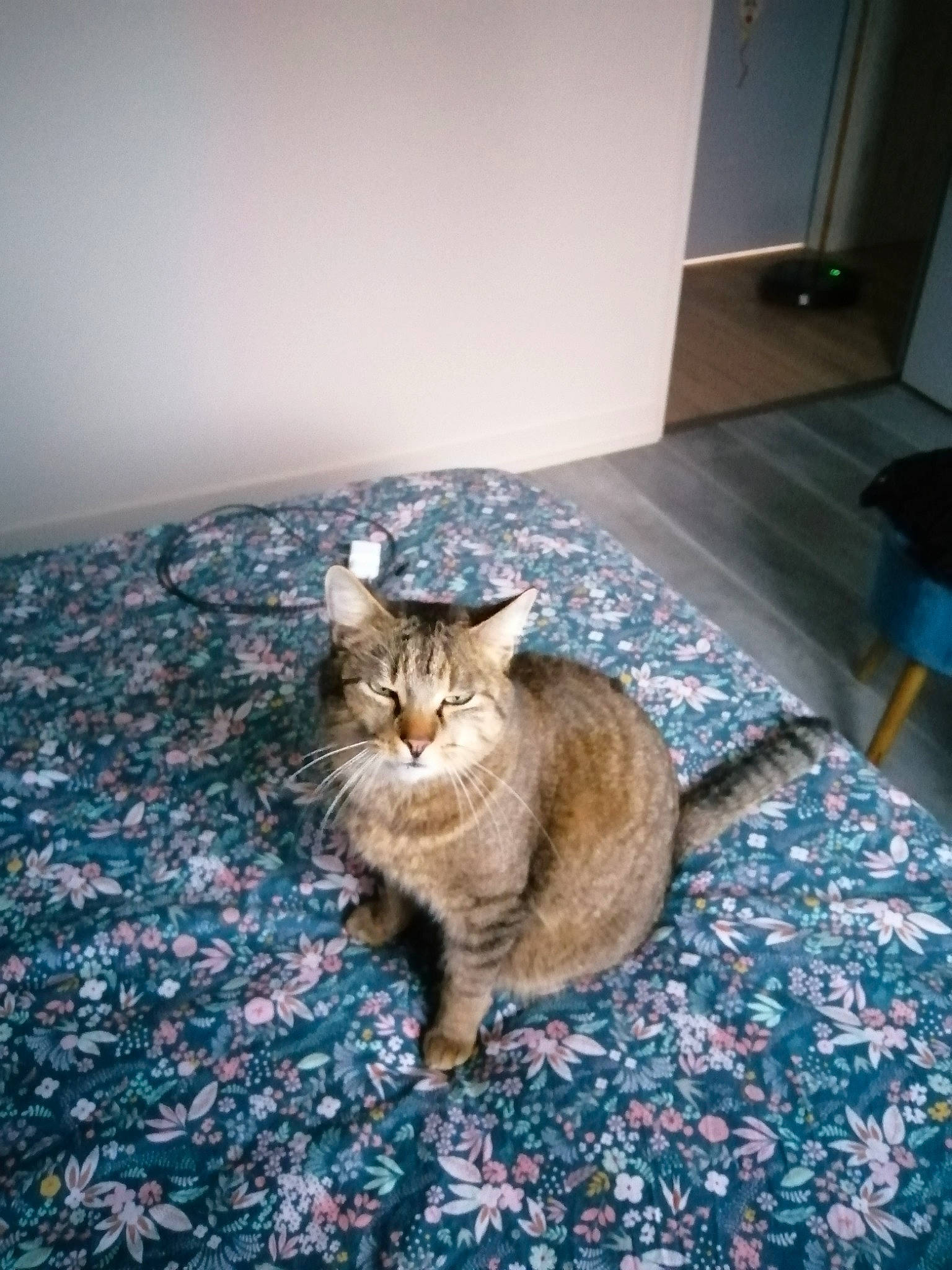 Ramsès a rejoint le concours — aidez-le/la à gagner de superbes lots ! carnivore, carpet, cat, domestic_short_haired_cat, door, fawn, felidae, floor, flooring, fur, grey, hardwood, paw, plant, sand, small_to_medium_sized_cats, snout, tail, whiskers, wood