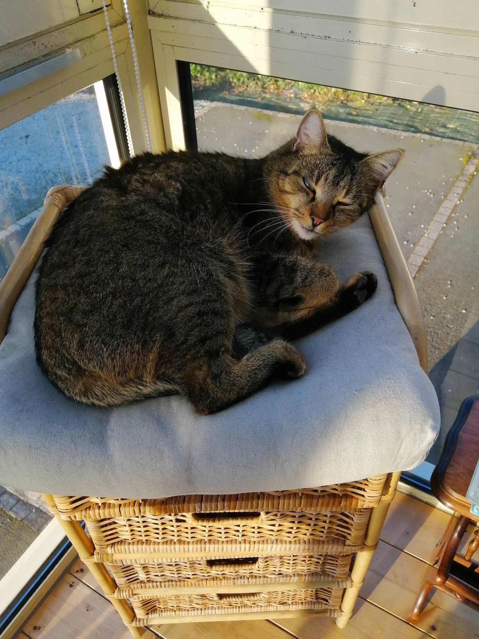 Ramsès participe au concours pour gagner de l'argent avec cette photo : basket, carnivore, cat, cat_supply, comfort, domestic_short_haired_cat, felidae, fur, linens, mammal, pet_supply, small_to_medium_sized_cats, snout, tail, terrestrial_animal, vertebrate, whiskers, wicker, wood