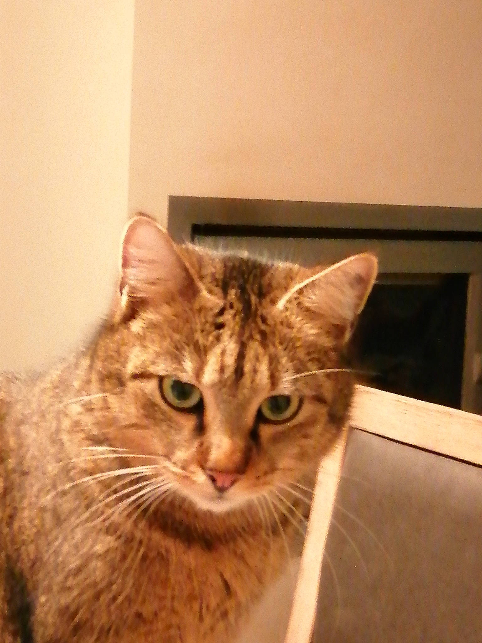 Ramsès participe au concours pour gagner de l'argent avec cette photo : carnivore, cat, domestic_short_haired_cat, door, eye, fawn, felidae, fur, small_to_medium_sized_cats, snout, terrestrial_animal, whiskers, window, wood