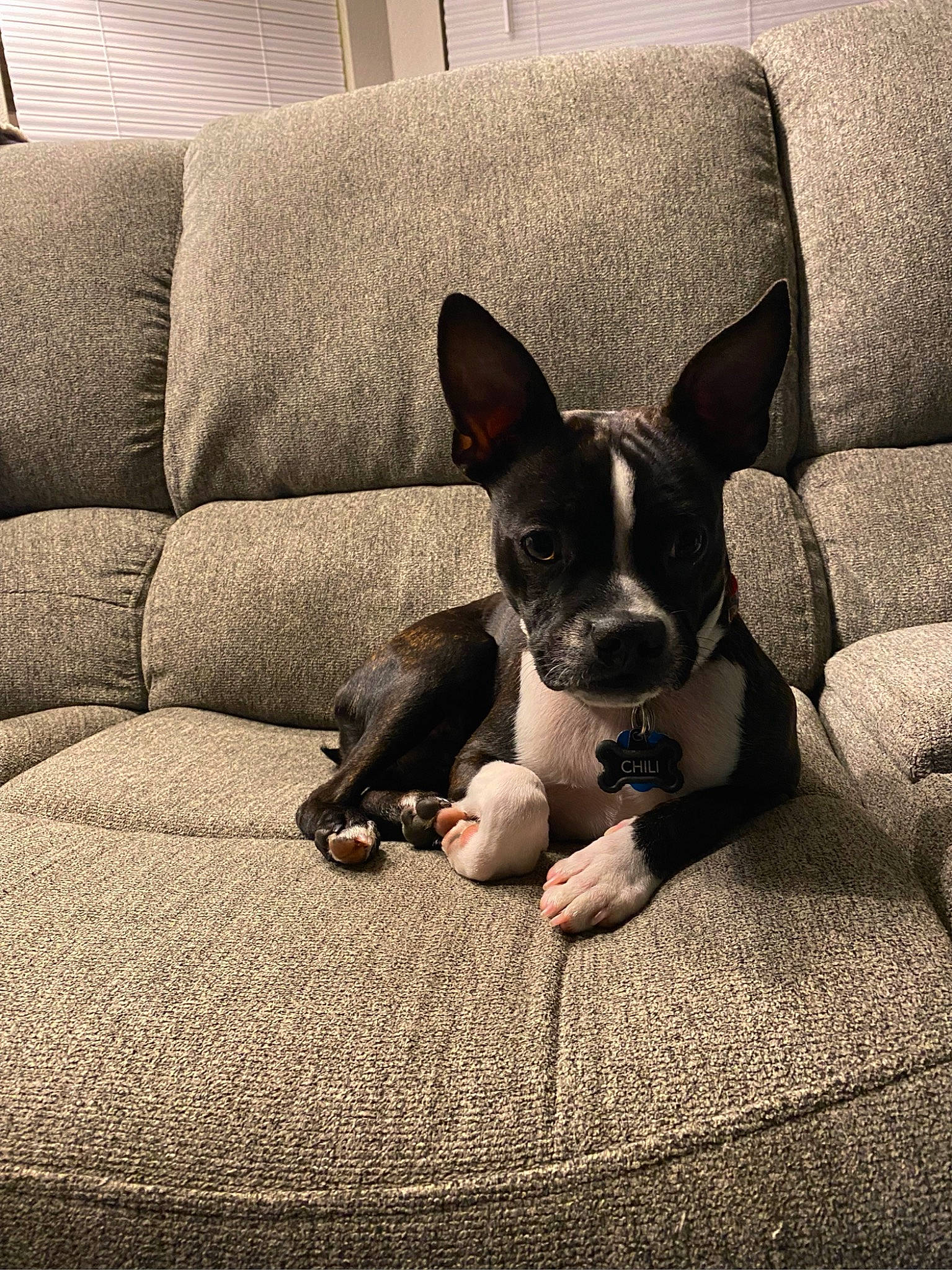 Chili joined the competition — help win amazing prizes! bored, boston_terrier, canidae, carnivore, comfort, companion_dog, couch, dog, dog_breed, ear, fawn, grey, paw, russkiy_toy, snout, sporting_group, tints_and_shades, toy_dog, whiskers, working_animal