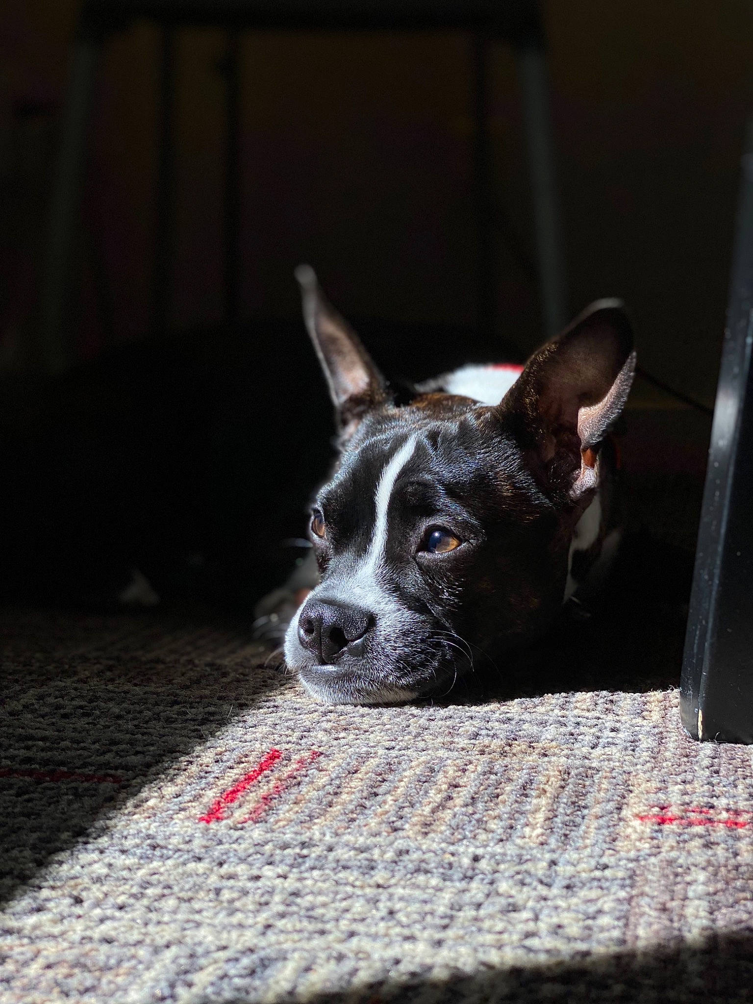 Chili joined the competition — help win amazing prizes! australian_cattle_dog, carmine, carnivore, companion_dog, dog, dog_breed, flooring, non_sporting_group, puppy, snout, sporting_group, whiskers