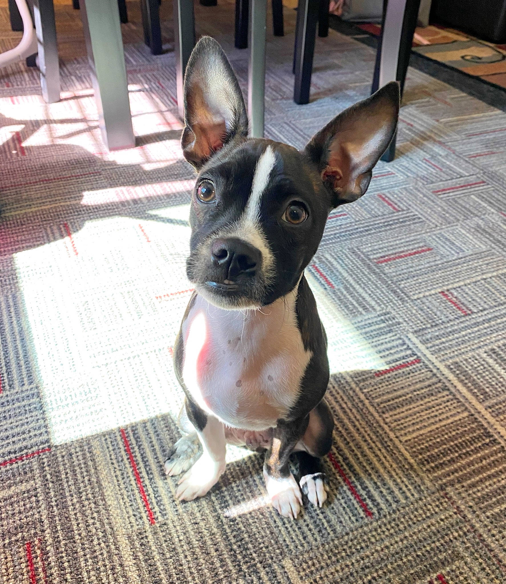 Chili is registered to the contest to win money with this photo: bicycle, boston_terrier, canidae, carnivore, collar, companion_dog, dog, dog_breed, dog_collar, dog_supply, ear, fawn, fur, non_sporting_group, pet_supply, snout, sporting_group, whiskers, wood, working_animal