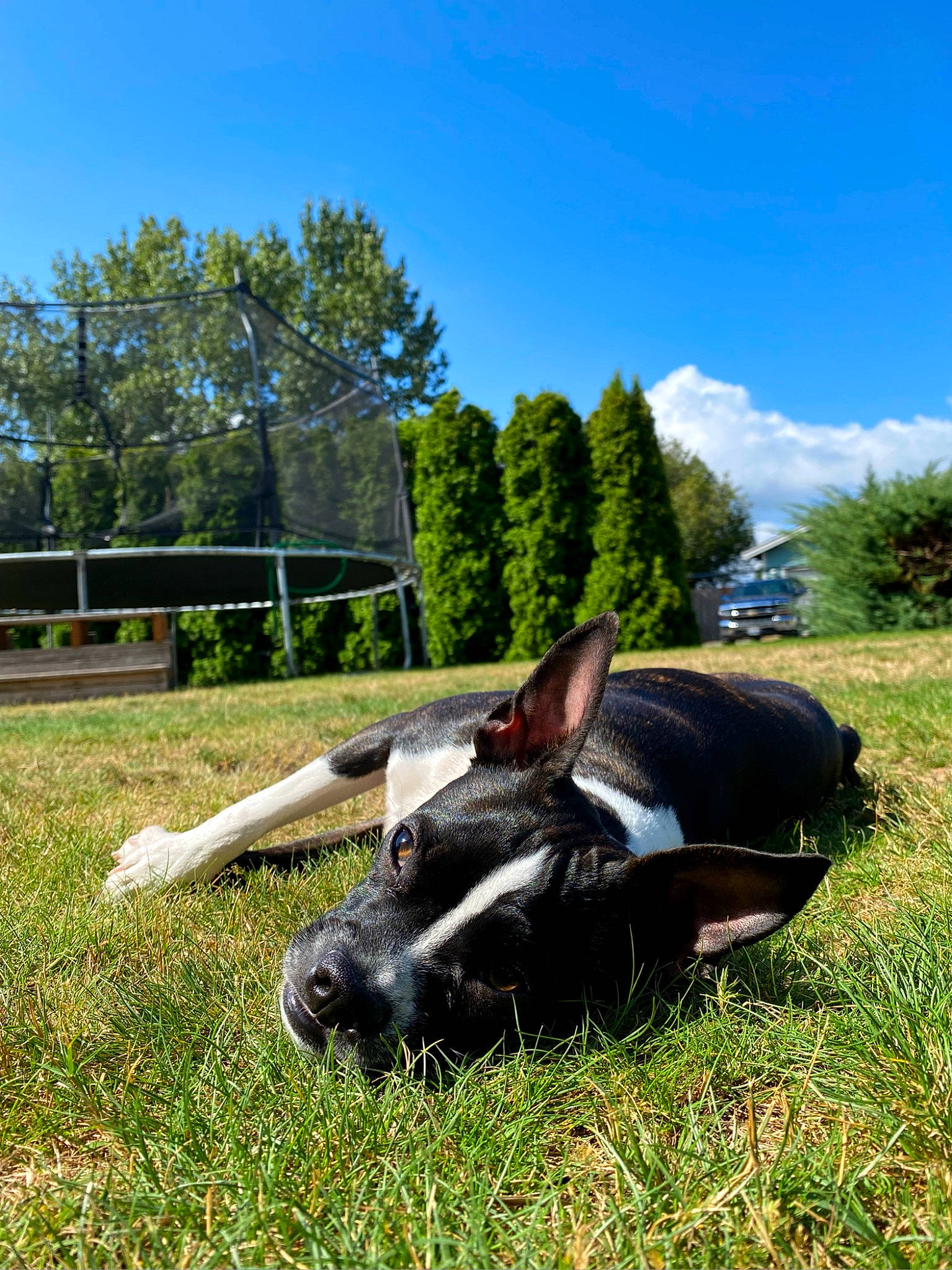 Chili joined the competition — help win amazing prizes! automotive_tire, cloud, fawn, fish, grass, grassland, hood, insect, landscape, lawn_ornament, leisure, plant, reptile, sculpture, sky, snout, tail, tree, vehicle_door, working_animal