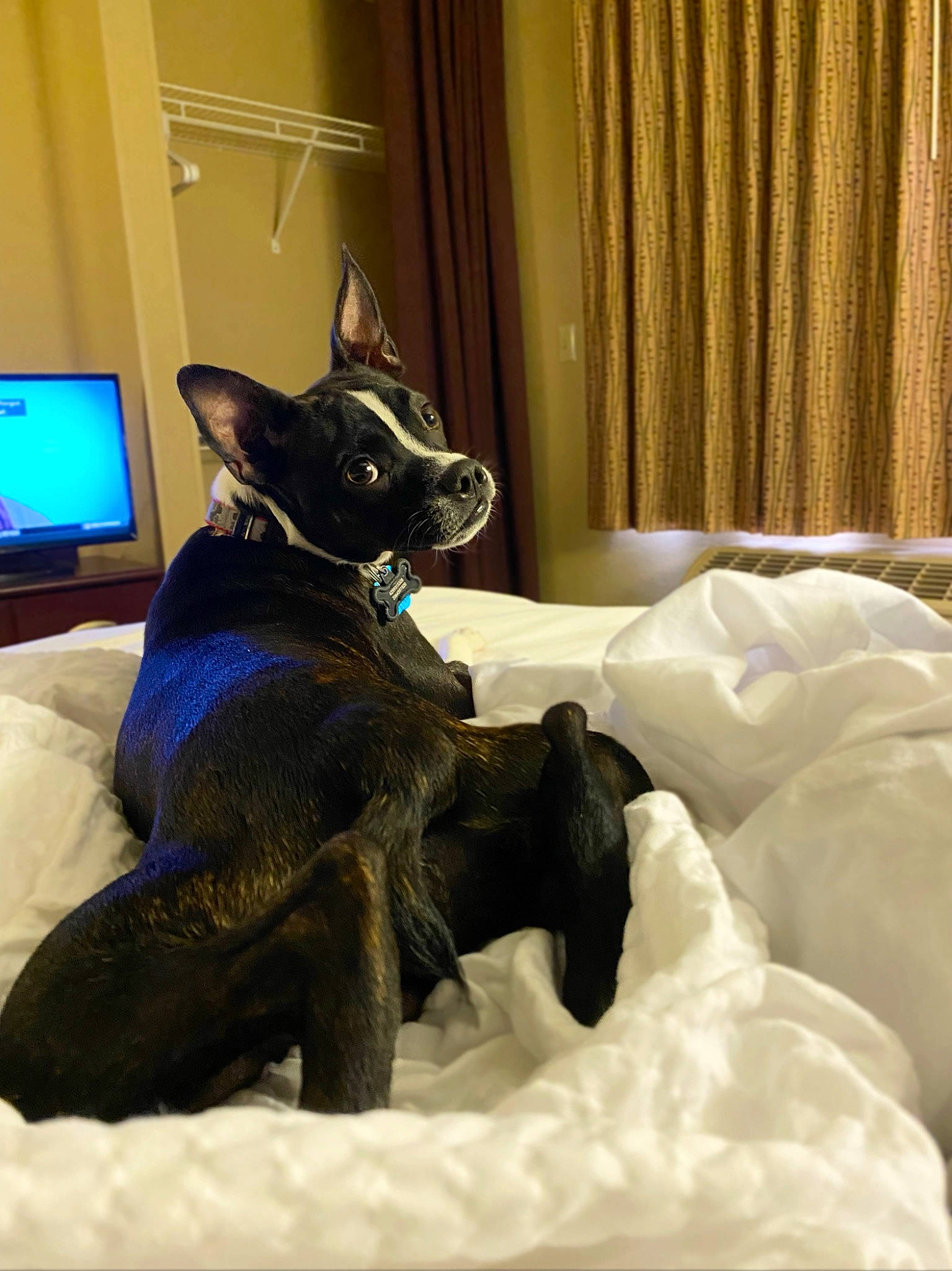 Chili is registered to the contest to win money with this photo: carnivore, comfort, companion_dog, computer_monitor, curtain, dog, dog_breed, fawn, felidae, flooring, grey, linens, small_to_medium_sized_cats, snout, sporting_group, tail, toy_dog, whiskers, window, working_animal