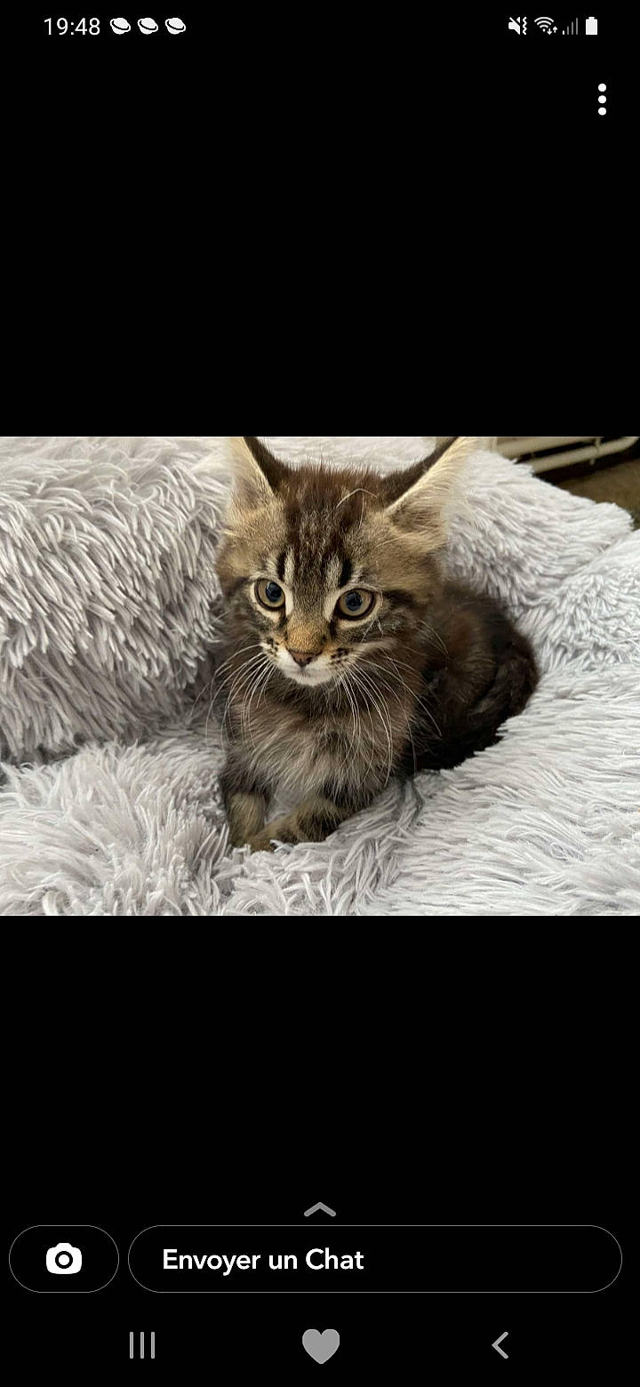 Tintin participe au concours pour gagner de l'argent avec cette photo : carnivore, cat, claw, darkness, domestic_short_haired_cat, felidae, fur, grey, monochrome, monochrome_photography, paw, photo_caption, plant, small_to_medium_sized_cats, tail, terrestrial_animal, tree, whiskers, wildlife, wood