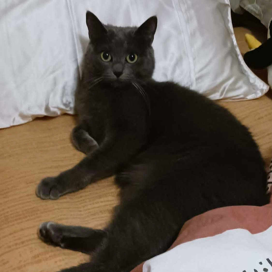 Yumi a rejoint le concours — aidez-le/la à gagner de superbes lots ! abyssinian, angora, animal, bed, bedroom, blackcat, blanket, cat, couch, cushion, document, furniture, homedecor, kitten, manx, pet, pillow, receipt, text, wood