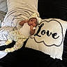 baby, baby_clothing, bed, bedroom, black_bedding, blanket, bow, child, cozy, floral_clothing, headband, indoors, infant, love, lying_down, photography, pillow, portrait, smiling, sock