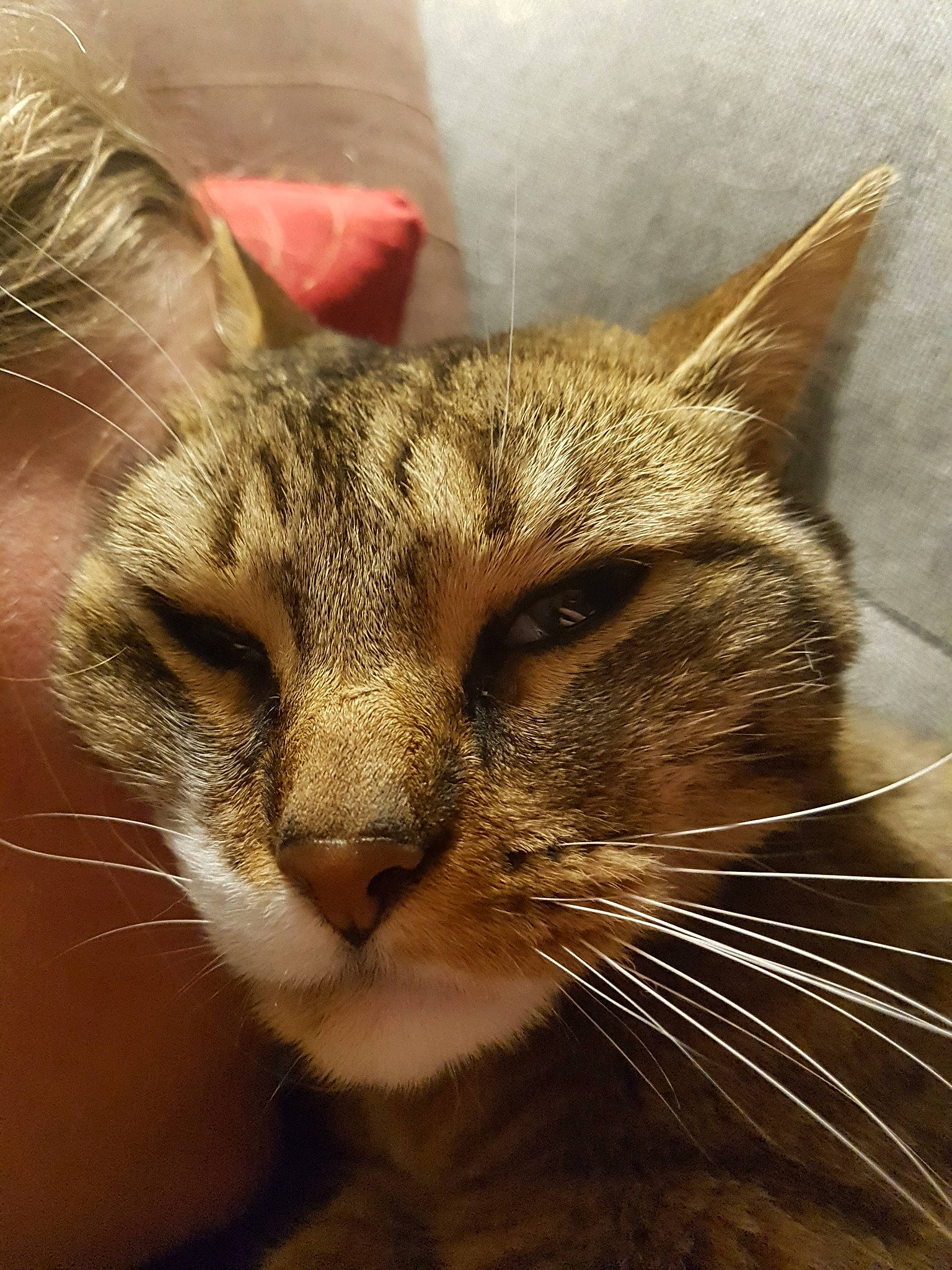 Lumo a rejoint le concours — aidez-le/la à gagner de superbes lots ! aegean_cat, american_bobtail, american_wirehair, asian, carnivore, cat, close_up, domestic_short_haired_cat, dragon_li, european_shorthair, eye, felidae, fur, mammal, nose, small_to_medium_sized_cats, snout, tabby_cat, whiskers, wild_cat