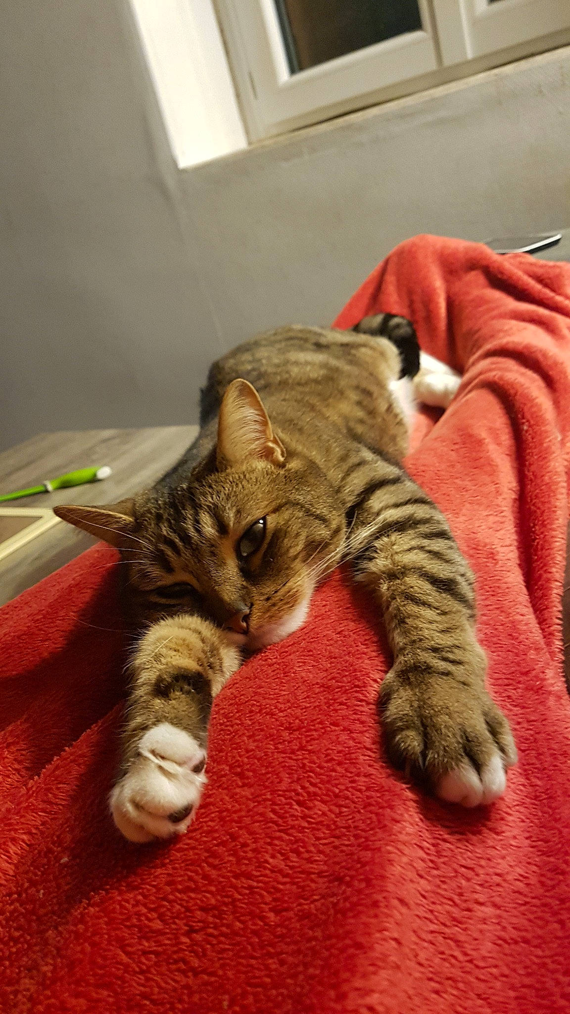 Lumo participe au concours pour gagner de l'argent avec cette photo : california_spangled, carnivore, cat, claw, domestic_short_haired_cat, dragon_li, european_shorthair, felidae, fur, kitten, nap, ocicat, paw, pixie_bob, polydactyl_cat, small_to_medium_sized_cats, snout, tabby_cat, toyger, whiskers