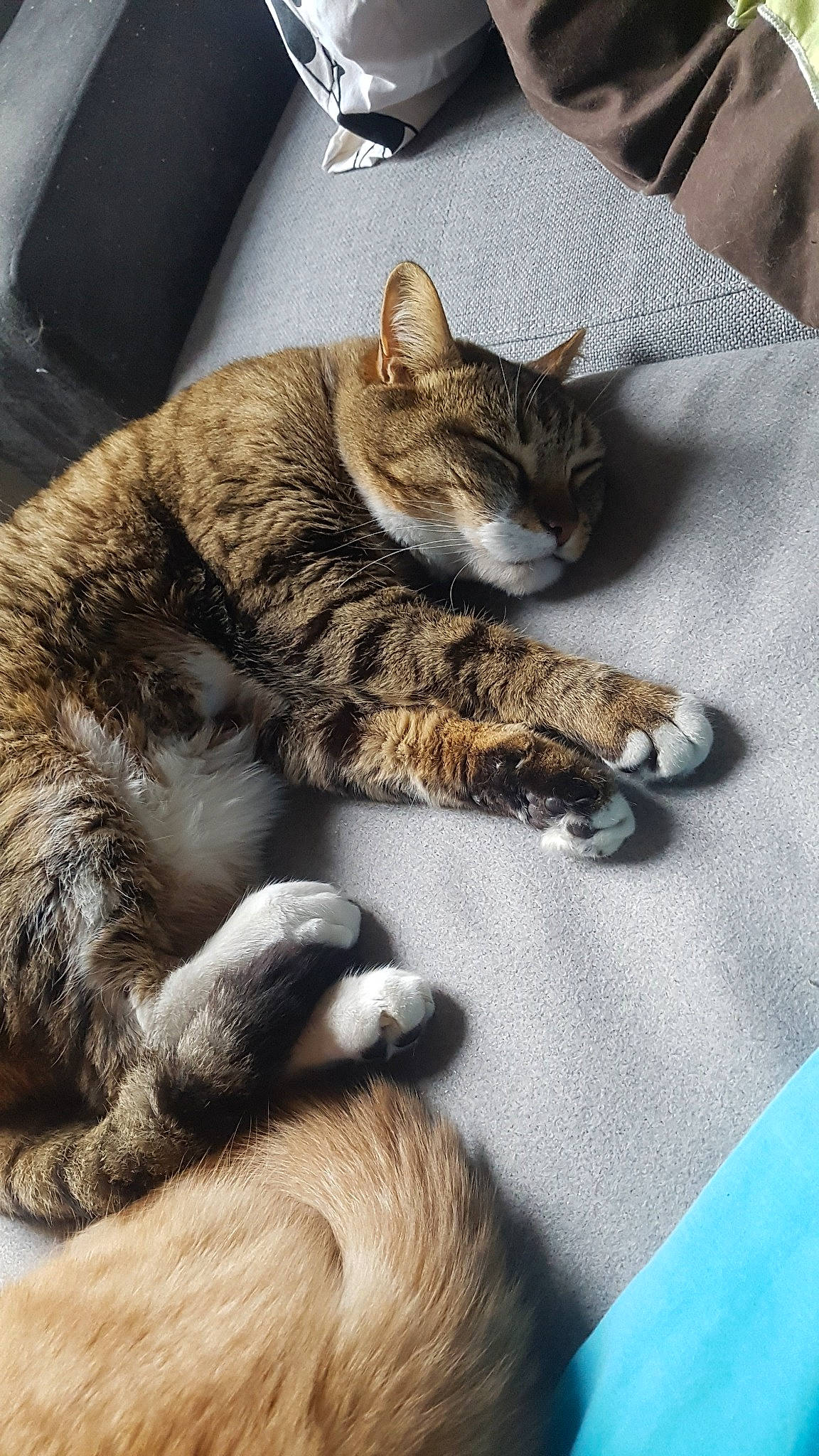 Lumo a rejoint le concours — aidez-le/la à gagner de superbes lots ! american_shorthair, asian, carnivore, cat, claw, domestic_short_haired_cat, dragon_li, european_shorthair, felidae, fur, german_rex, kitten, nap, paw, polydactyl_cat, sleep, small_to_medium_sized_cats, snout, tabby_cat, whiskers
