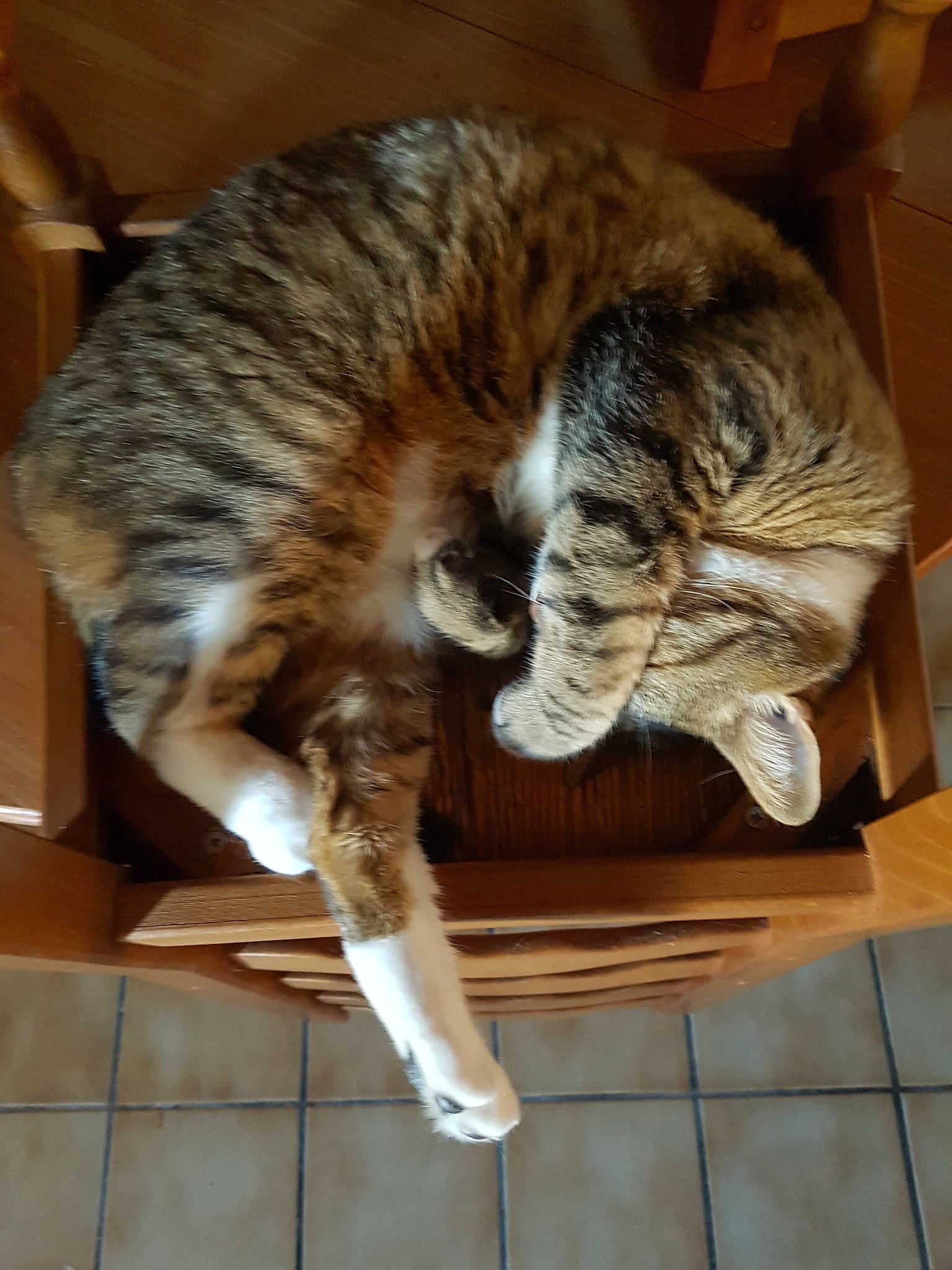 Lumo participe au concours pour gagner de l'argent avec cette photo : california_spangled, carnivore, cat, domestic_short_haired_cat, dragon_li, european_shorthair, felidae, fur, mammal, ocicat, pixie_bob, small_to_medium_sized_cats, sokoke, tabby_cat, tail, toyger, whiskers