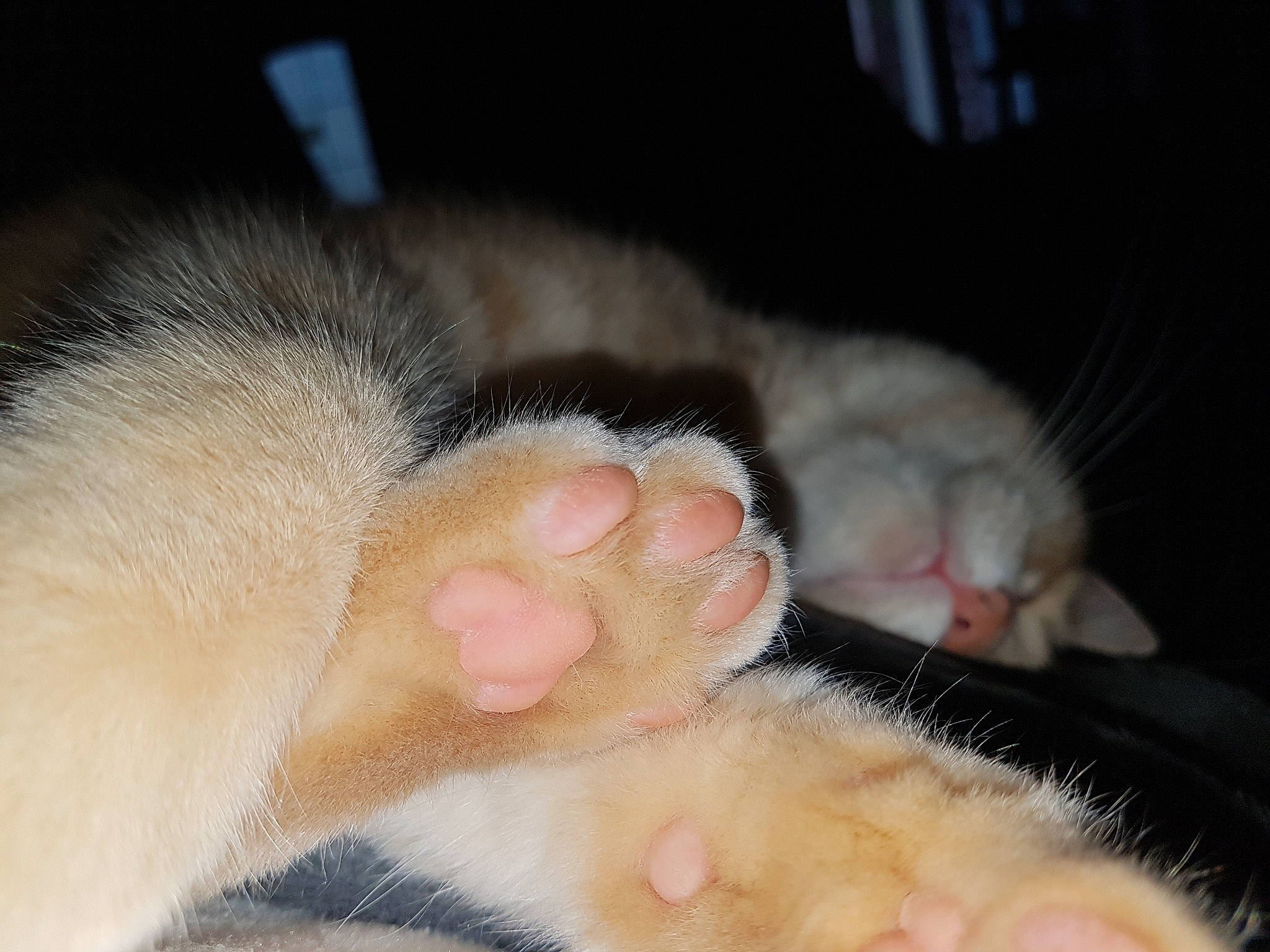 Pin a rejoint le concours — aidez-le/la à gagner de superbes lots ! baby, carnivore, cat, child, claw, close_up, ear, felidae, foot, fur, leg, nap, nose, paw, polydactyl_cat, skin, sleep, small_to_medium_sized_cats, snout, whiskers