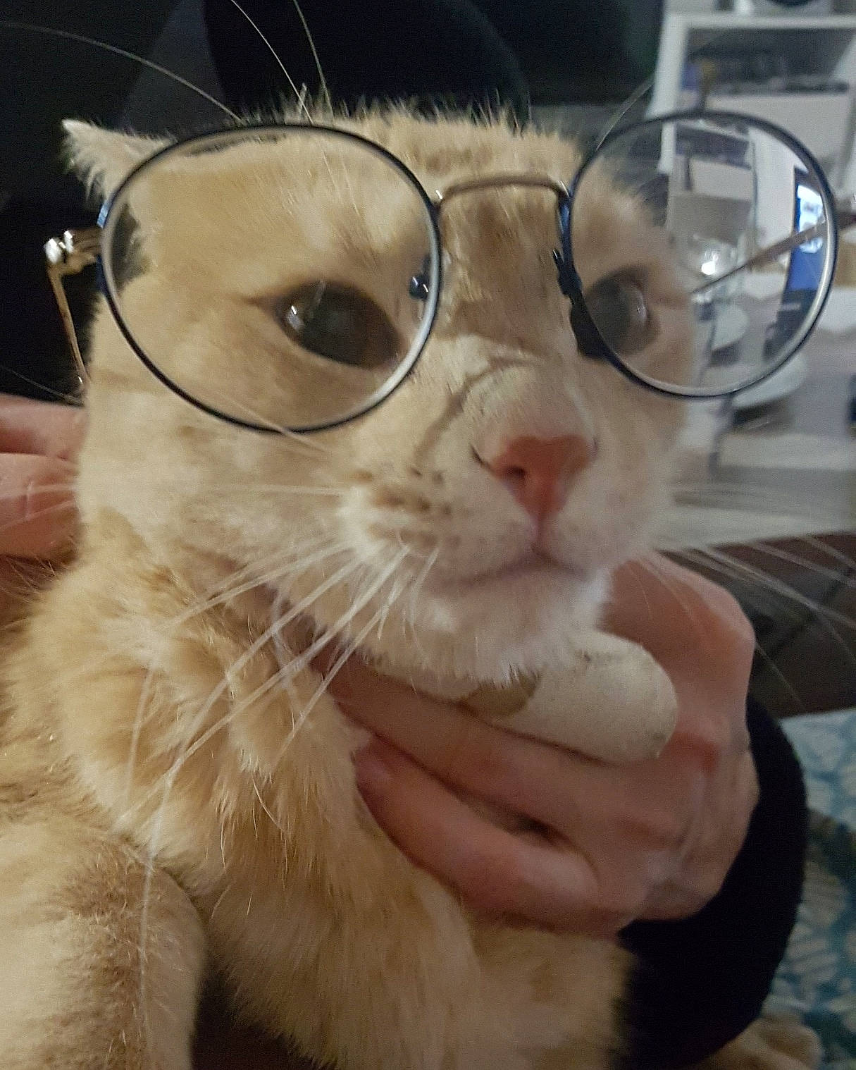 Pin a rejoint le concours — aidez-le/la à gagner de superbes lots ! american_curl, asian, burmilla, carnivore, cat, ear, eye, eyewear, felidae, fur, german_rex, glasses, kitten, nose, ojos_azules, photography, small_to_medium_sized_cats, snout, vision_care, whiskers