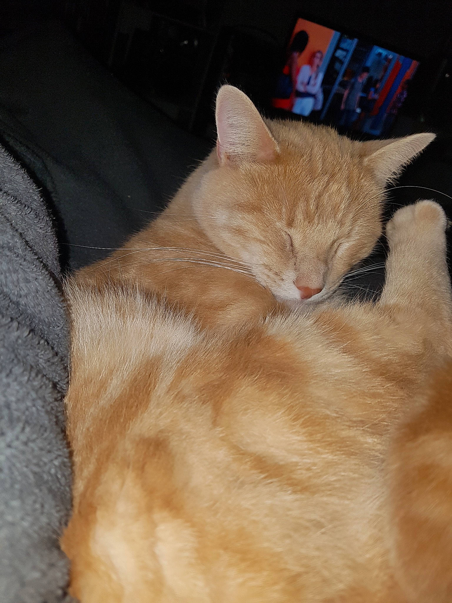 Pin participe au concours pour gagner de l'argent avec cette photo : asian, carnivore, cat, domestic_long_haired_cat, domestic_short_haired_cat, ear, european_shorthair, fawn, felidae, fur, german_rex, kitten, nap, ojos_azules, small_to_medium_sized_cats, tabby_cat, tail, whiskers