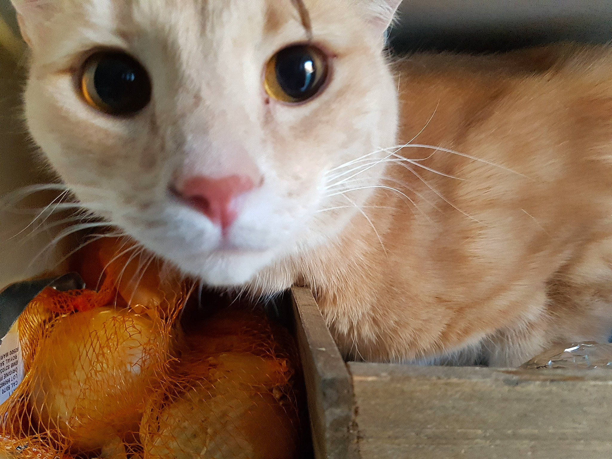 Pin participe au concours pour gagner de l'argent avec cette photo : aegean_cat, arabian_mau, asian, carnivore, cat, close_up, domestic_short_haired_cat, european_shorthair, eye, fawn, felidae, german_rex, mammal, nose, ojos_azules, oriental_longhair, singapura, small_to_medium_sized_cats, snout, whiskers