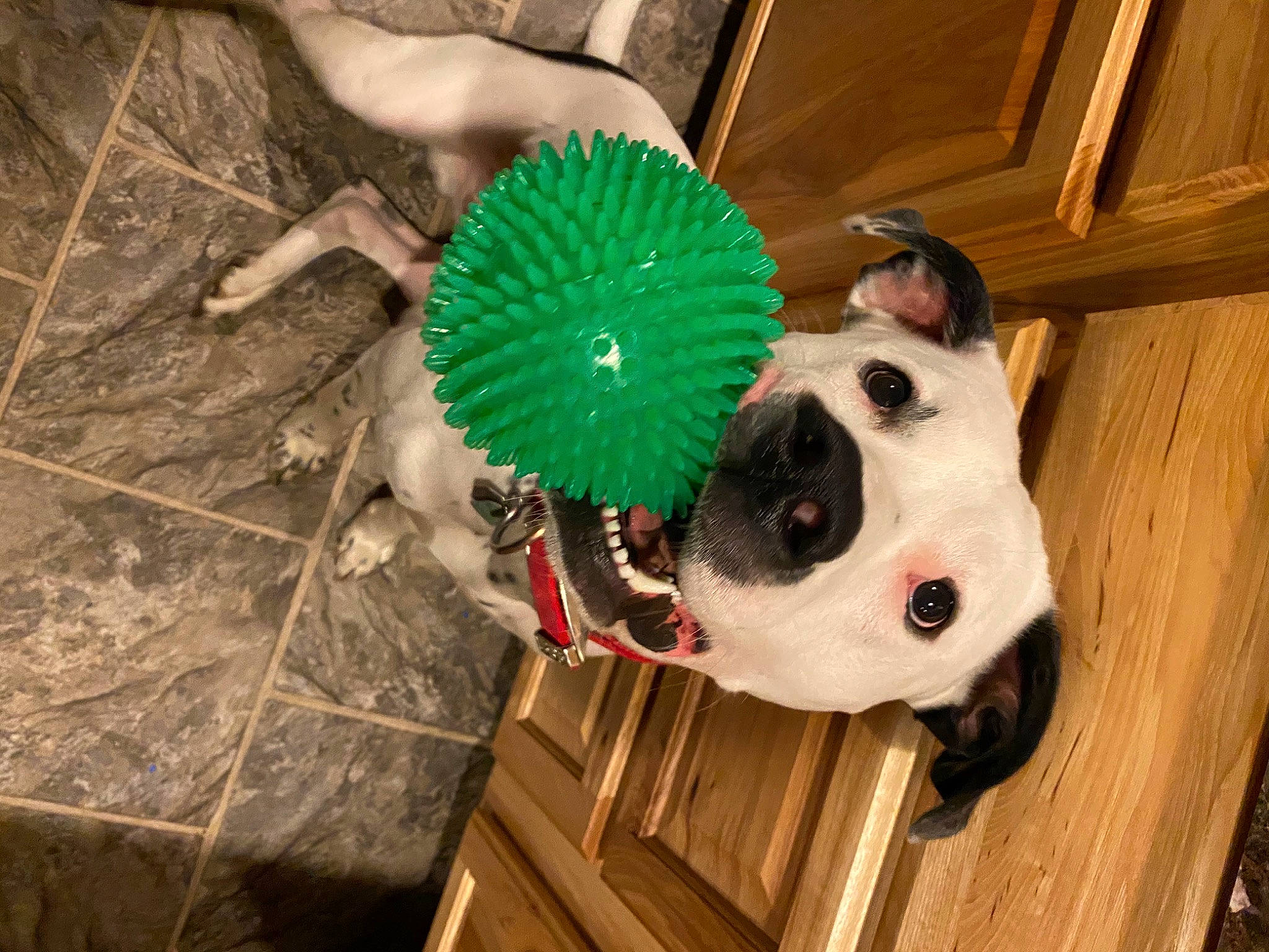 Titan is registered to the contest to win money with this photo: canidae, carnivore, companion_dog, dog, dog_breed, fawn, non_sporting_group, snout