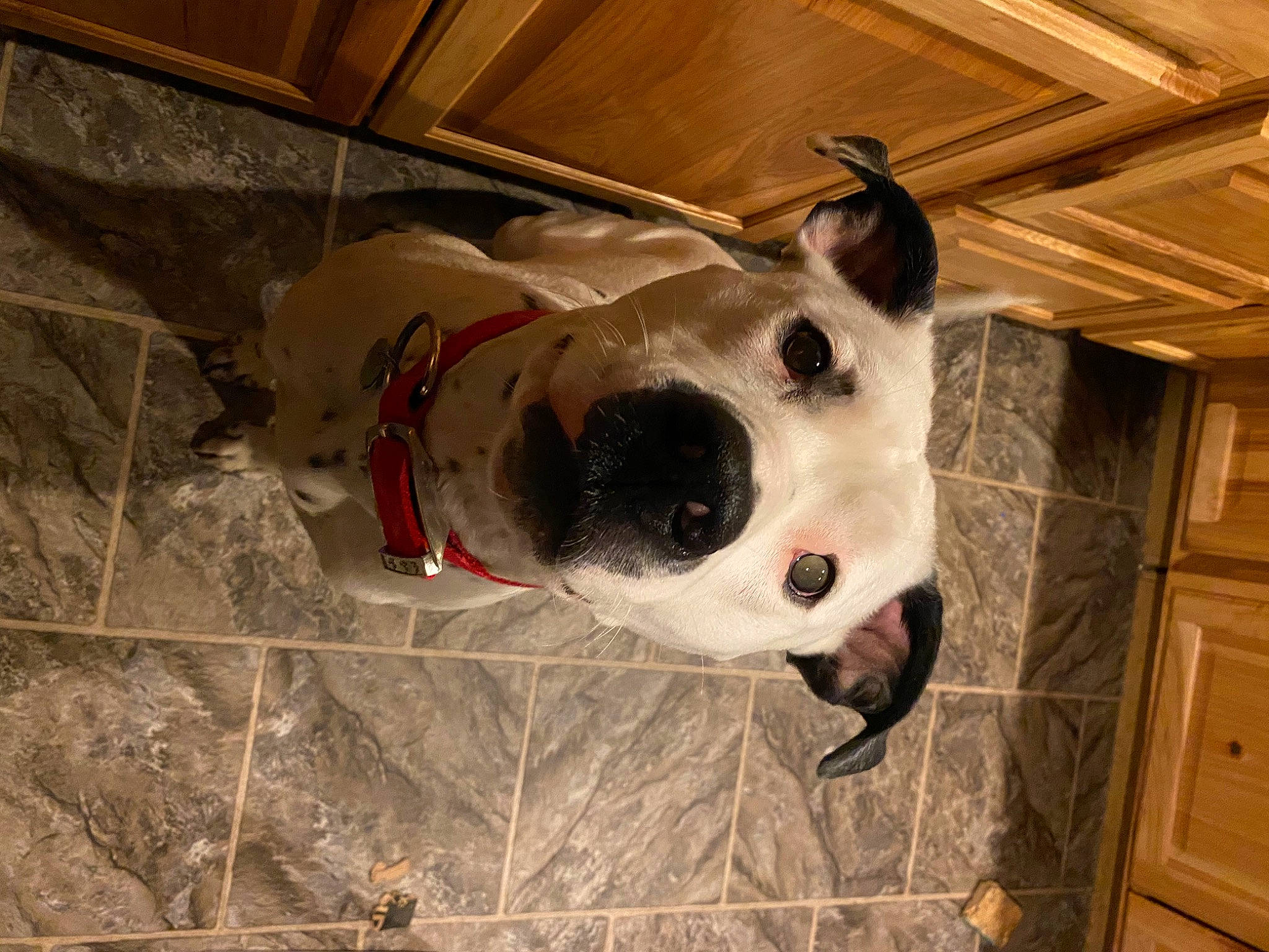 Titan joined the competition — help win amazing prizes! american_bulldog, canidae, carnivore, dog, dog_breed, fawn, mammal, non_sporting_group, olde_english_bulldogge, snout, valley_bulldog