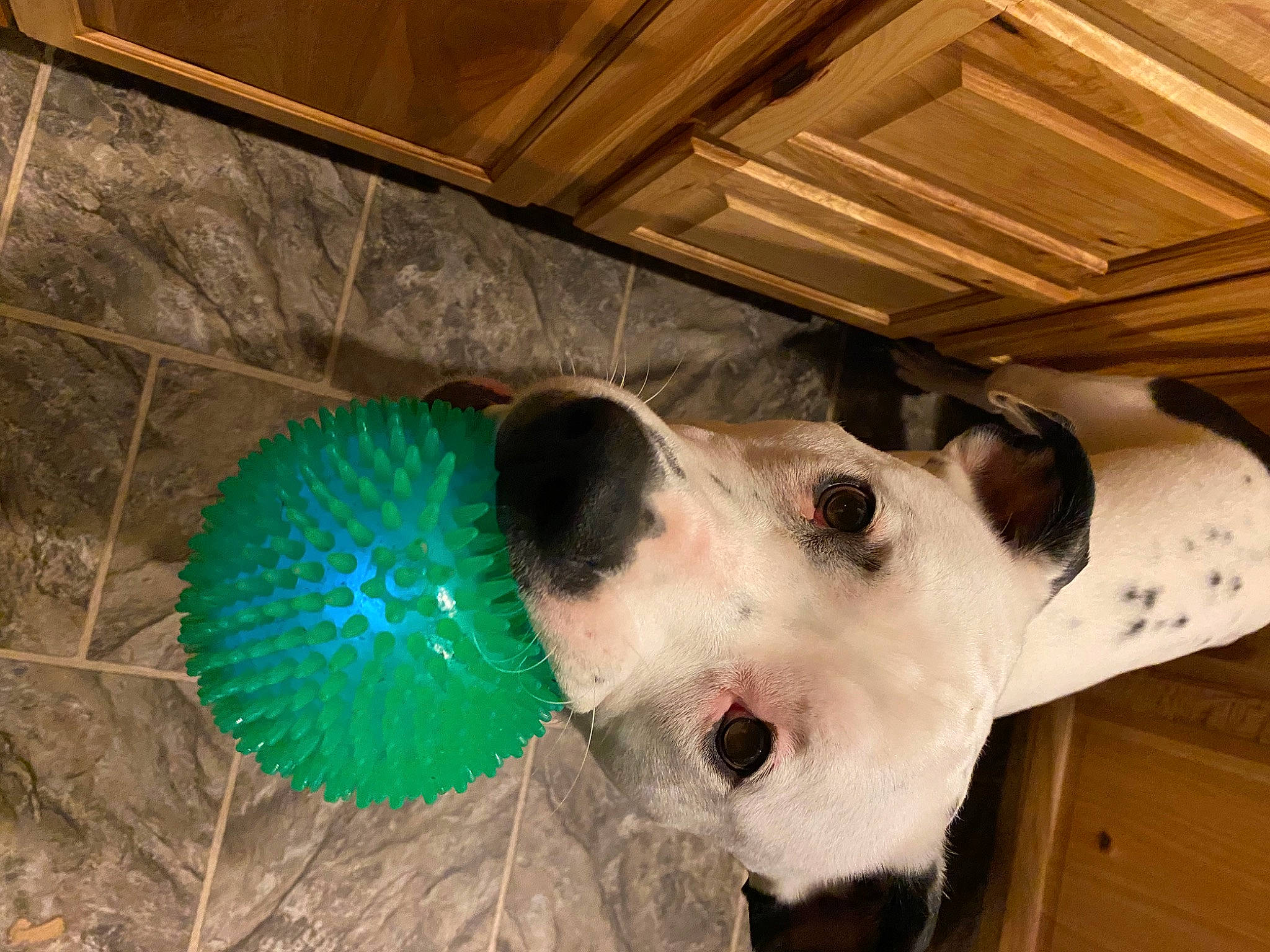 Titan joined the competition — help win amazing prizes! canidae, carnivore, dog, dog_breed, non_sporting_group, snout, sporting_group