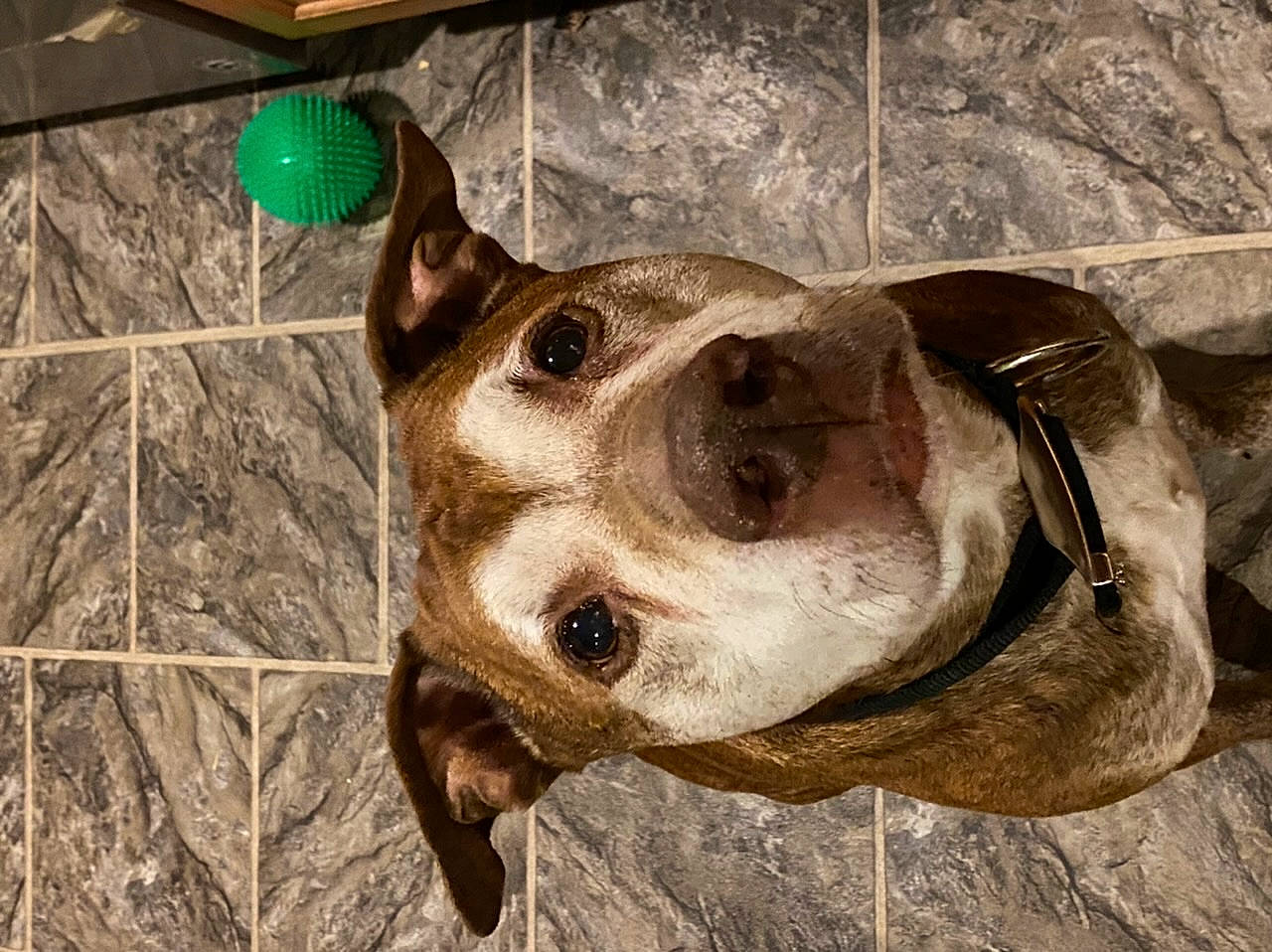 Riley joined the competition — help win amazing prizes! american_bulldog, american_pit_bull_terrier, american_staffordshire_terrier, boston_terrier, canidae, carnivore, companion_dog, dog, dog_breed, fawn, mammal, non_sporting_group, olde_english_bulldogge, pit_bull, snout, sporting_group