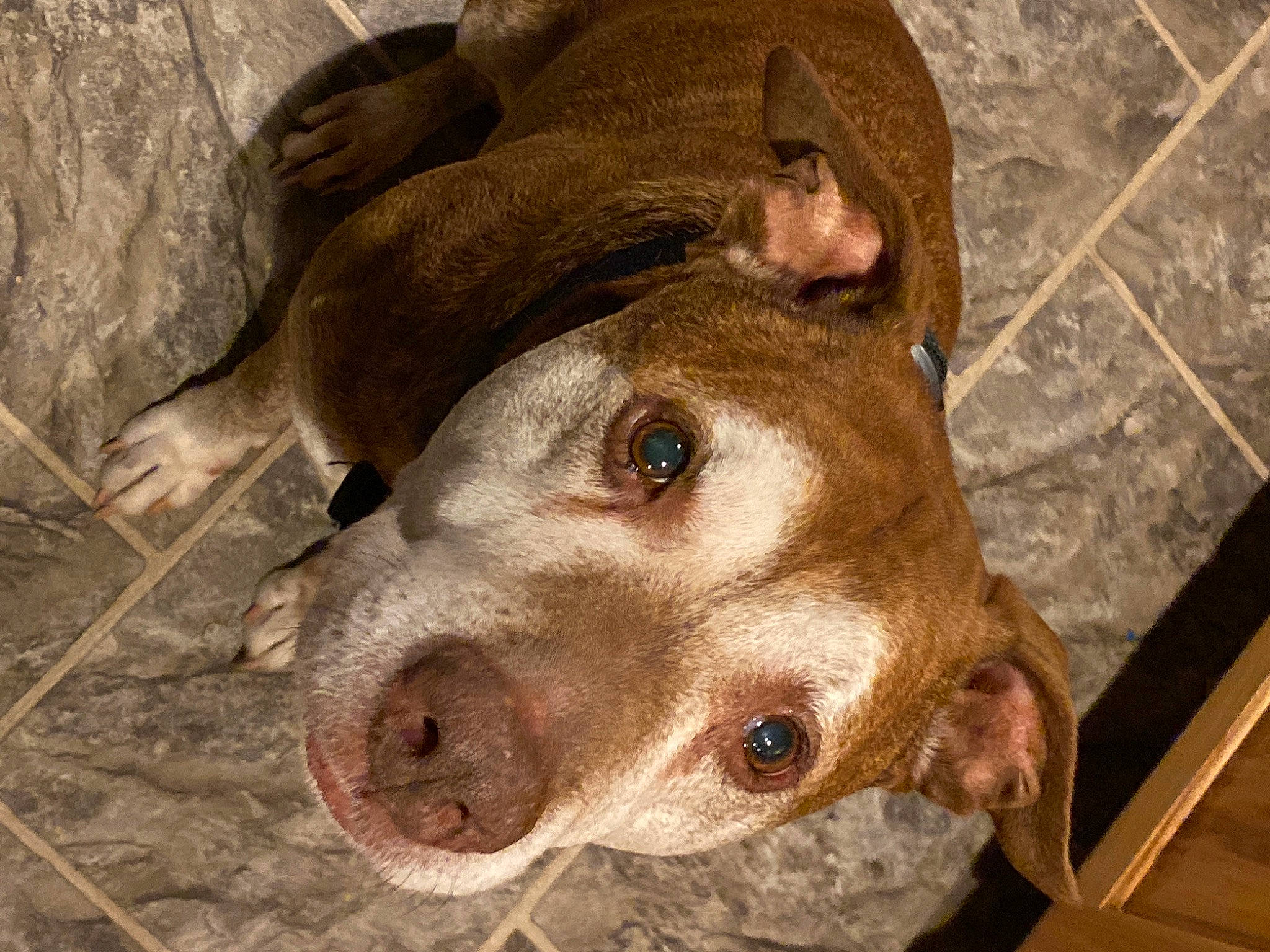 Riley joined the competition — help win amazing prizes! american_pit_bull_terrier, american_staffordshire_terrier, canidae, carnivore, dog, dog_breed, ear, fawn, mammal, non_sporting_group, nose, pit_bull, snout, sporting_group, vertebrate