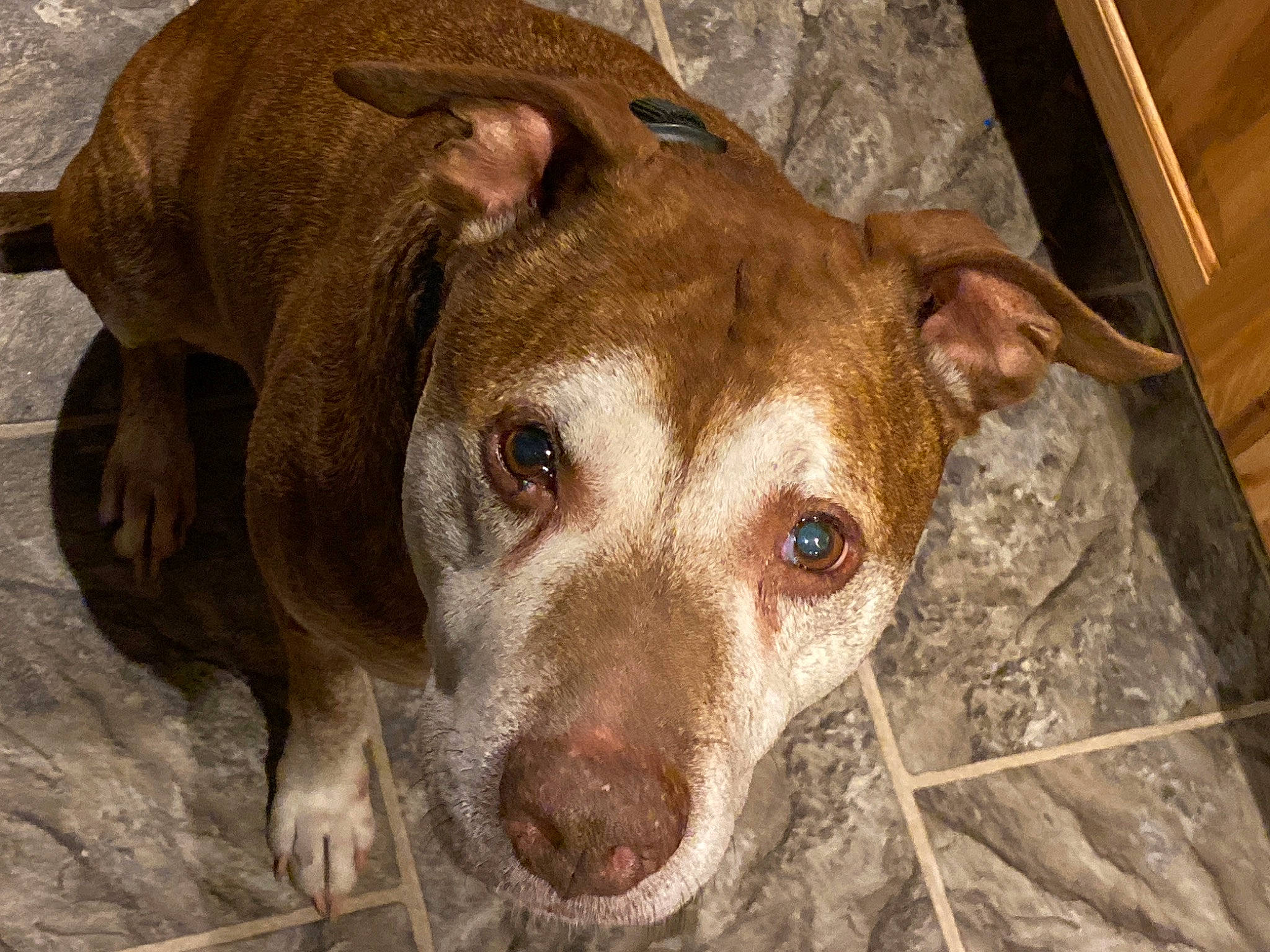 Riley joined the competition — help win amazing prizes! american_pit_bull_terrier, american_staffordshire_terrier, canidae, carnivore, dog, dog_breed, fawn, feist, mammal, non_sporting_group, nose, pit_bull, snout, sporting_group, vertebrate, whiskers