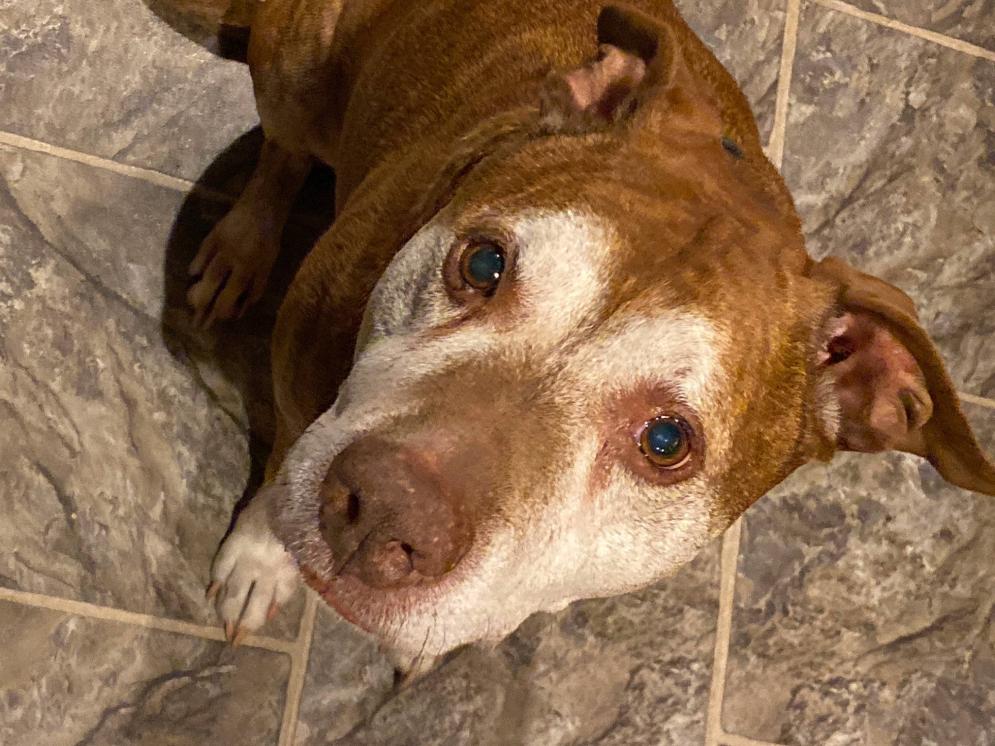 Riley is registered to the contest to win money with this photo: alaunt, american_pit_bull_terrier, american_staffordshire_terrier, canidae, carnivore, catahoula_bulldog, cordoba_fighting_dog, dog, dog_breed, fawn, mammal, non_sporting_group, nose, pit_bull, snout, sporting_group, vertebrate, whiskers