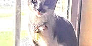 Bella is registered to the contest to win money with this photo: abyssinian, angora, animal, cat, door, egyptiancat, kitten, manx, pet, siamese, window, windowsill