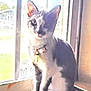 abyssinian, angora, animal, cat, door, egyptiancat, kitten, manx, pet, siamese, window, windowsill