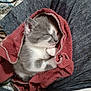 abyssinian, animal, blanket, cat, clothing, homedecor, hood, hoodie, kitten, knitwear, laundry, linen, manx, person, pet, quilt, sleeping, sweater, sweatshirt, towel