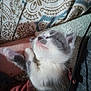 abyssinian, animal, armchair, bed, blanket, cat, chair, couch, cushion, electronics, furniture, homedecor, kitten, linen, manx, person, pet, quilt, siamese, sleeping