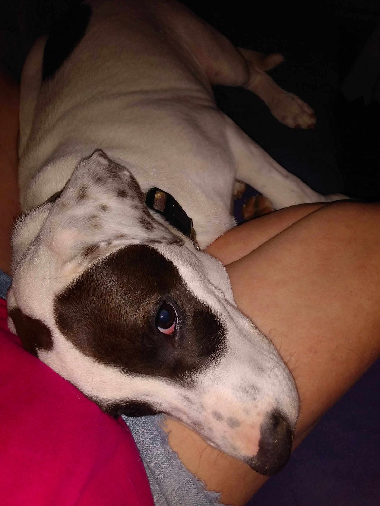 Tobey joined the competition — help win amazing prizes! animal, bed, boxer, bulldog, canine, couch, cushion, dalmatian, dog, furniture, greatdane, homedecor, hound, labradorretriever, person, pet, pitbull, pointer, puppy, sleeping