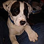 Tobey joined the competition — help win amazing prizes! animal, baby, beagle, box, boxer, bulldog, canine, clothing, couch, dalmatian, dog, furniture, hound, husky, labradorretriever, pants, person, pet, pointer, puppy