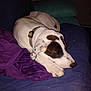 Tobey is registered to the contest to win money with this photo: animal, bed, bedroom, blanket, canine, couch, cushion, dog, furniture, homedecor, hound, indoors, linen, person, pet, pointer, puppy, purple, room, sleeping