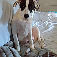 Tobey is registered to the contest to win money with this photo: animal, bed, bedroom, blanket, canine, couch, cushion, dalmatian, dog, furniture, greatdane, homedecor, hound, indoors, labradorretriever, linen, pet, pointer, puppy, room