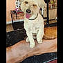 dog, white_dog, pet, grooming_table, tongue_out, wink, indoor, mirror, decor, animal_figurines, shelf, black_mat, dog_blanket, floor, leash, playful, cute, fur, collar, room
