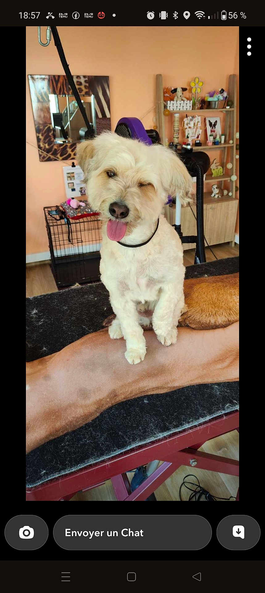 Max participe au concours pour gagner de l'argent avec cette photo : dog, white_dog, pet, grooming_table, tongue_out, wink, indoor, mirror, decor, animal_figurines, shelf, black_mat, dog_blanket, floor, leash, playful, cute, fur, collar, room