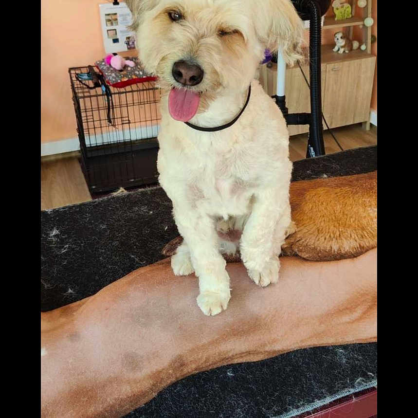 Jean Cabral participe au concours pour gagner de l'argent avec cette photo : black_surface, brown_surface, cage, collar, decorations, dog, floor, furniture, grooming, indoor, leash, light, mirror, pet, playful, shelf, stuffed_toys, tongue_out, winking, wooden_floor