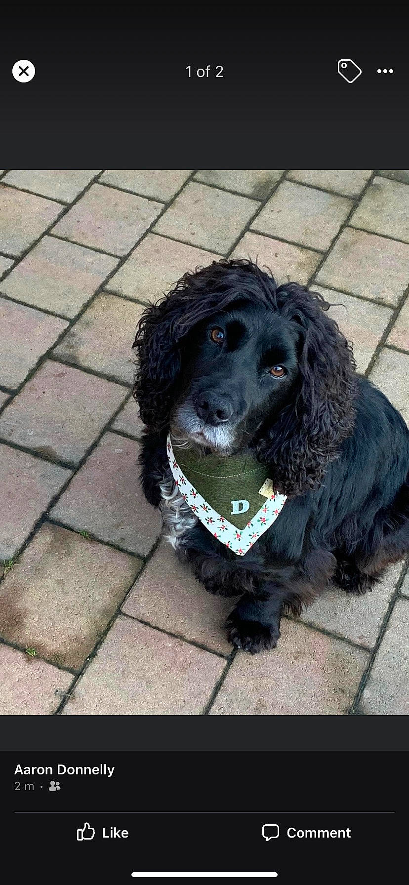 Dexter joined the competition — help win amazing prizes! canidae, carnivore, cocker_spaniel, companion_dog, dog, dog_breed, dog_collar, flooring, fur, gun_dog, liver, non_sporting_group, road_surface, snout, spaniel, tar, terrestrial_animal, water_dog, working_animal, working_dog