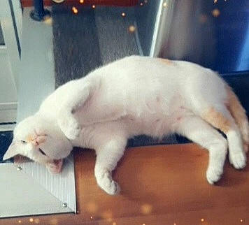 Dammit is registered to the contest to win money with this photo: canidae, carnivore, cat, claw, comfort, companion_dog, domestic_short_haired_cat, fang, felidae, flooring, fur, metal, nap, paw, photo_caption, small_to_medium_sized_cats, snout, tail, terrestrial_animal, whiskers