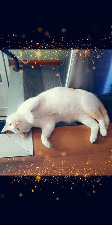 Dammit joined the competition — help win amazing prizes! beauty, carnivore, cat, darkness, event, felidae, fur, light, lighting, mammal, night, paw, photograph, polar_bear, sky, small_to_medium_sized_cats, snout, tail, terrestrial_animal, whiskers