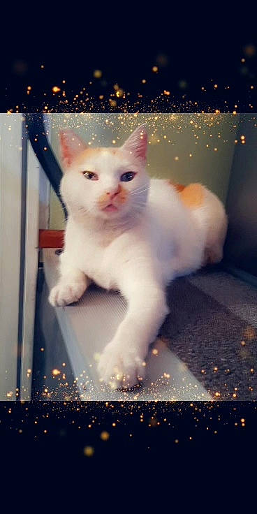 Dammit is registered to the contest to win money with this photo: carnivore, cat, darkness, domestic_short_haired_cat, event, eye, fawn, felidae, fur, head, light, line, night, paw, rectangle, small_to_medium_sized_cats, snout, tail, whiskers, window