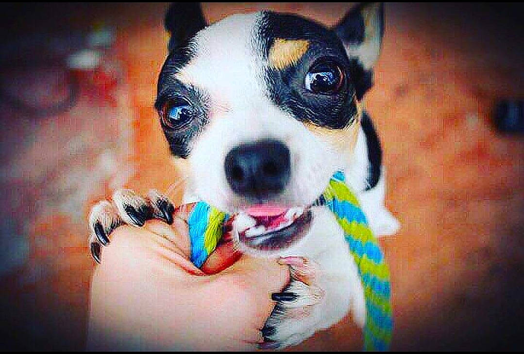 Luna is registered to the contest to win money with this photo: art, canidae, carnivore, companion_dog, dog, dog_breed, eyewear, fawn, fur, glasses, happy, nail, paw, snout, sporting_group, sunglasses, toy_dog, vision_care, visual_arts, whiskers