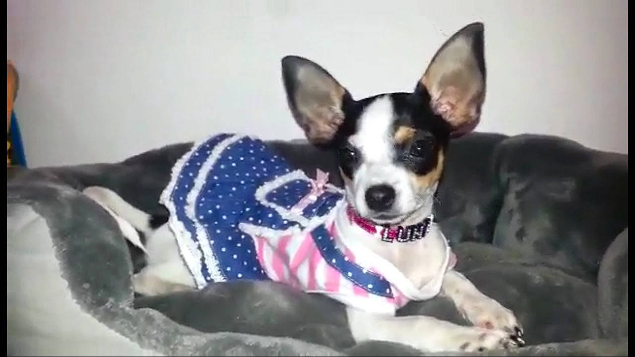 Luna joined the competition — help win amazing prizes! canidae, carnivore, chihuahua, collar, comfort, companion_dog, dog, dog_breed, dog_collar, dog_supply, ear, electric_blue, fawn, fur, russkiy_toy, snout, sporting_group, toy_dog, whiskers, working_animal