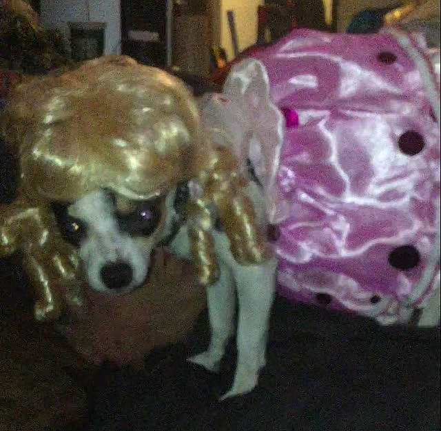 Luna is registered to the contest to win money with this photo: canidae, carnivore, companion_dog, dog, dog_breed, dog_collar, dog_supply, fashion_accessory, fawn, fur, paw, personal_protective_equipment, picture_frame, snout, sporting_group, tail, toy, toy_dog, whiskers, working_animal