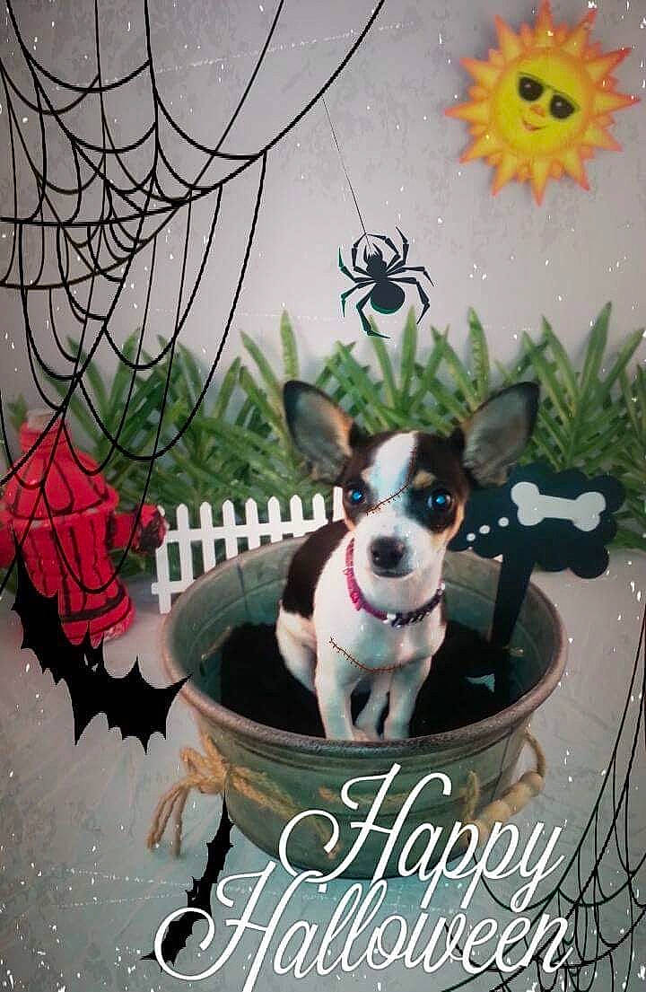 Luna is registered to the contest to win money with this photo: art, canidae, carnivore, chihuahua, companion_dog, dog, dog_breed, dog_supply, fashion_accessory, fawn, fictional_character, font, graphics, illustration, pet_supply, photo_caption, plant, sporting_group, toy_dog, working_animal