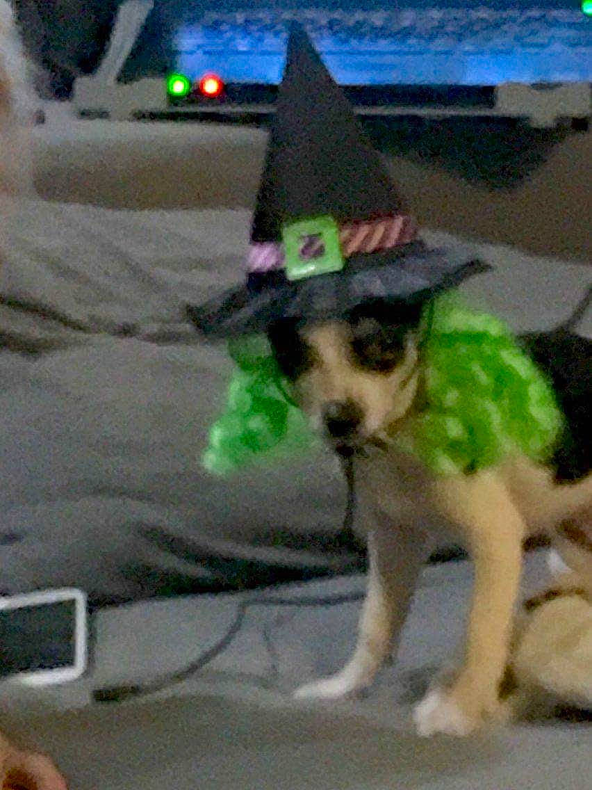 Luna is registered to the contest to win money with this photo: carnivore, chihuahua, collar, companion_dog, costume_hat, dog, dog_breed, dog_clothes, dog_collar, dog_supply, fawn, fur, green, hat, leash, party_hat, pet_supply, tail, toy_dog, working_animal