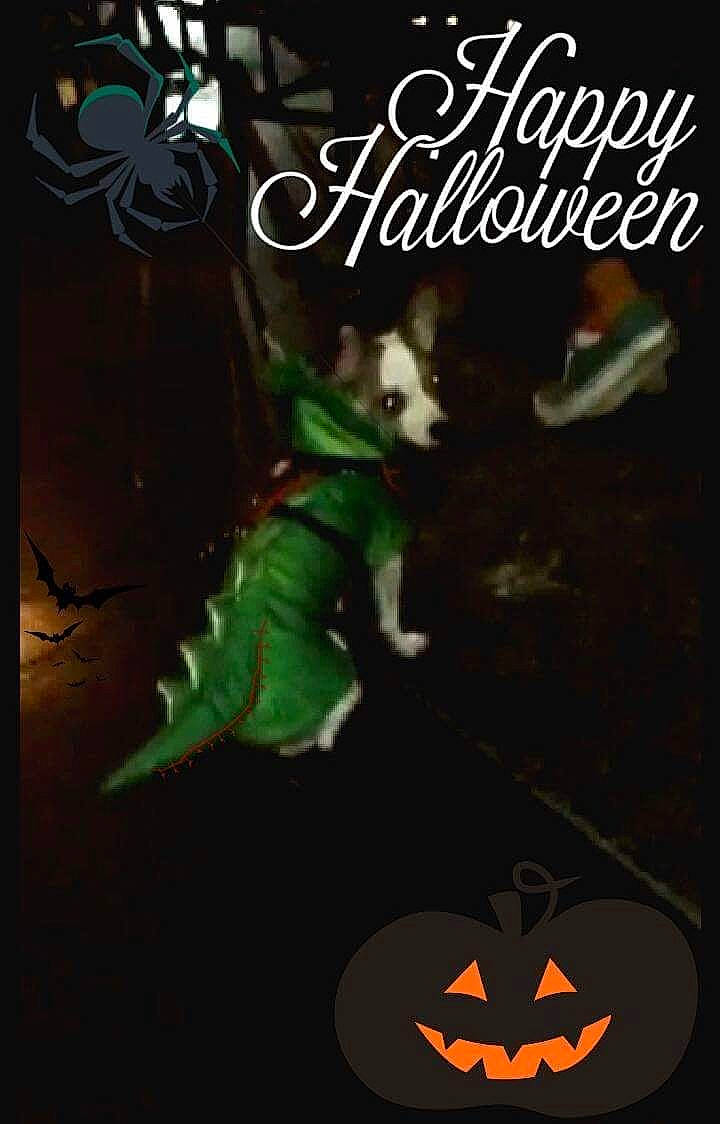 Ollie joined the competition — help win amazing prizes! advertising, art, book_cover, calabaza, darkness, dog, event, fiction, fictional_character, font, graphic_design, graphics, grass, illustration, jungle, logo, photo_caption, poster, publication, vegetable